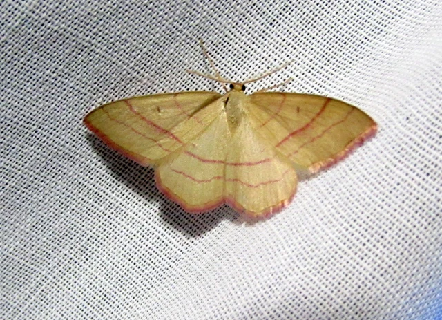 Rhodostrophia vibicaria - pirosszélű araszoló