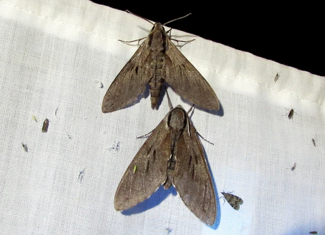Hyloicus pinastri - fenyőszender