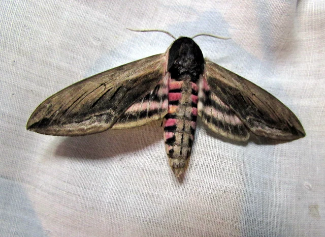 Sphinx ligustri - fagyalszender