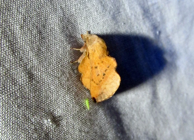 Phyllodesma tremulifolia - nyárlevélpohók