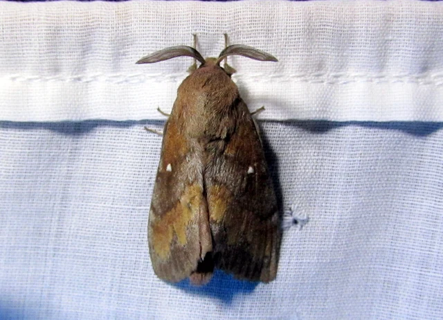Dendrolimus pini - fenyőpohók