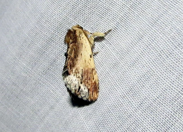 Ptilodon cucullina - csuklyás púposszövő