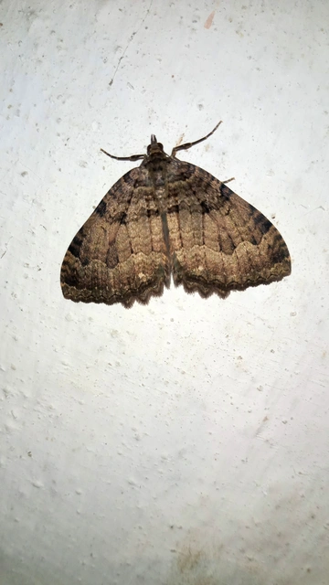 kutyabenge-araszoló - Triphosa dubitata