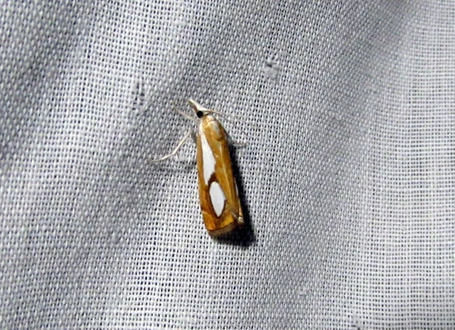 Catoptria pinella - ezüstös fűgyökérmoly