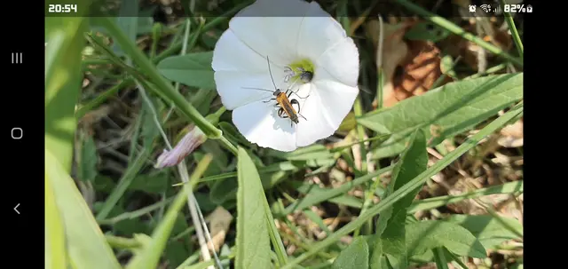 Oedemera femorata - sárgahátú álcincér
