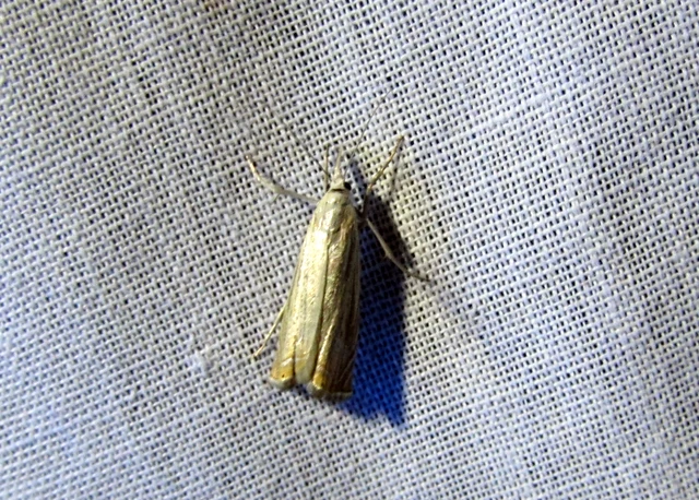 Chrysoteuchia culmella - kerti fűgyökérmoly