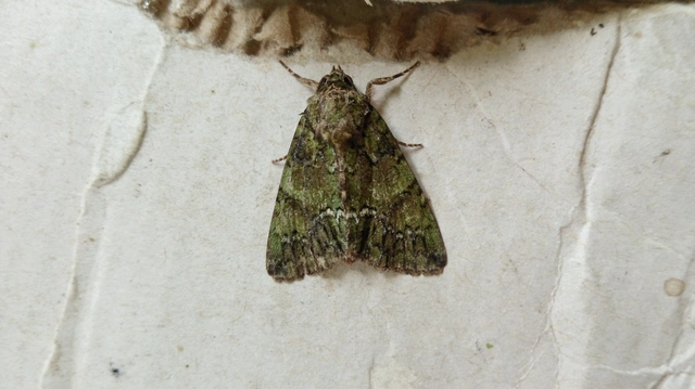 Polyphaenis sericata - selyemfényű erdeibagoly
