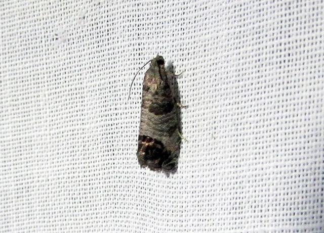 Cydia pomonella - almamoly