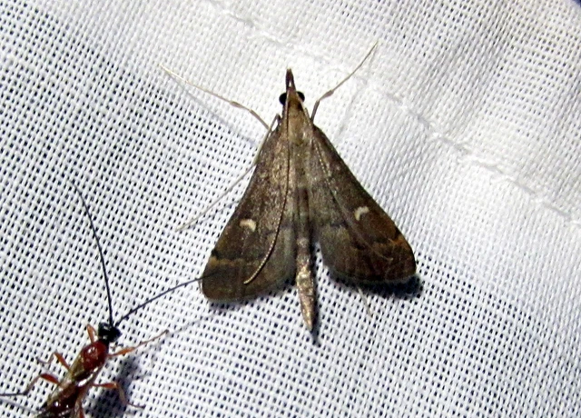 Dolicharthria punctalis - hosszúlábú tűzmoly