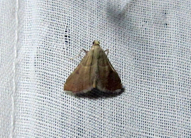 Endotricha flammealis - tüzesszárnyú fényilonca
