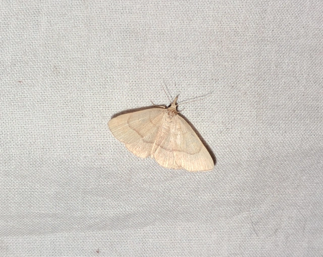 Paracolax tristalis - sárgás karcsúbagoly