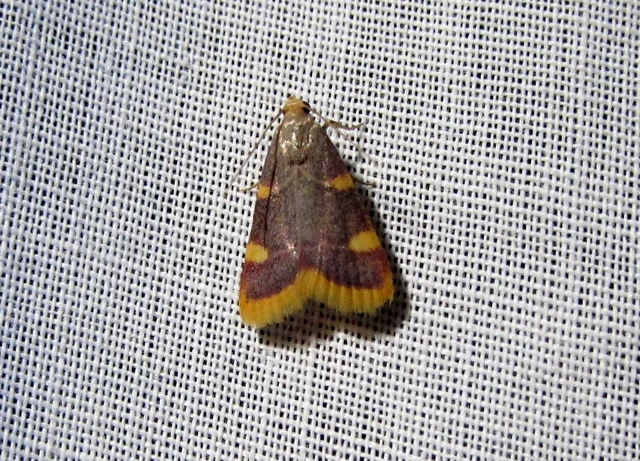 Hypsopygia costalis - szénailonca