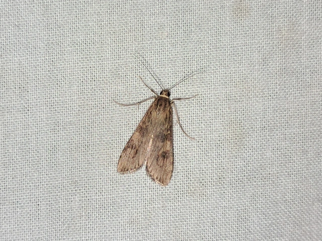 Nomophila noctuella - közönséges vándormoly