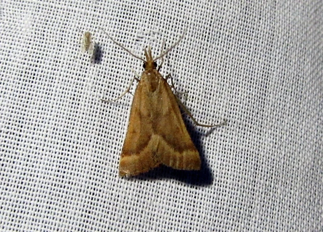 Synaphe punctalis - hosszúlábú fényilonca