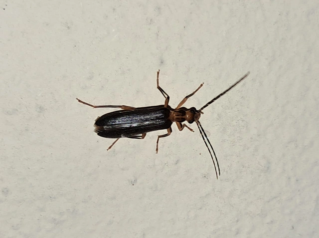 Nacerdes carniolica - karnóliai álcincér