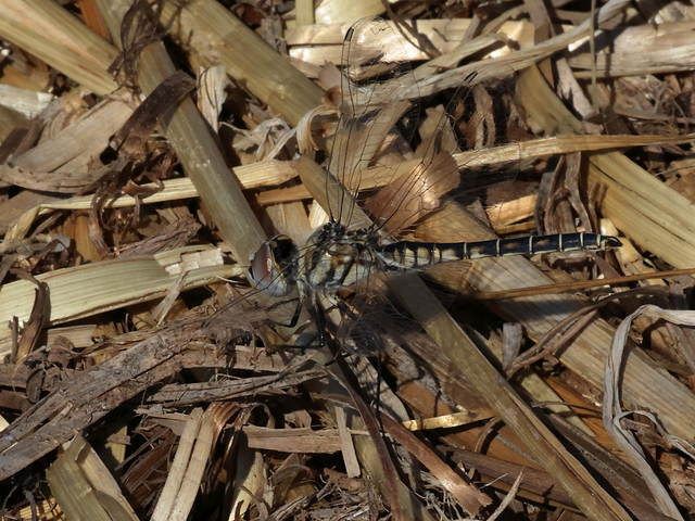 Selysiothemis nigra - vándor árnyszitakötő