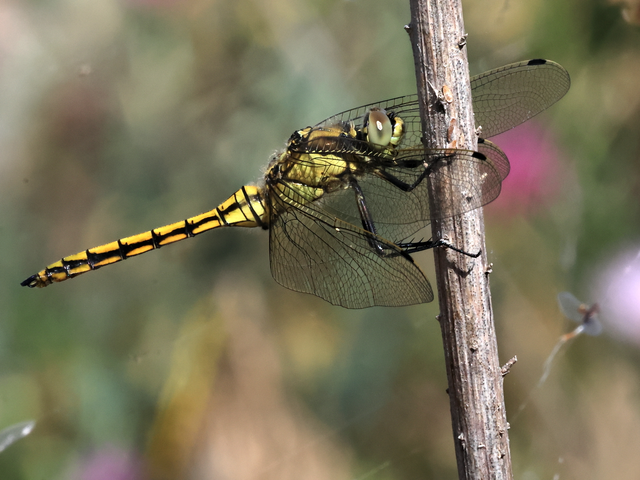 Orthetrum cancellatum - feketefarkú pásztorszitakötő