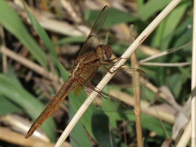 Crocothemis erythraea - skarlát szitakötő