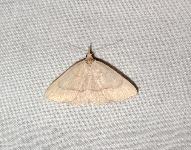 Paracolax tristalis - sárgás karcsúbagoly
