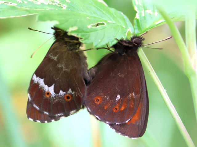Erebia ligea - fehércsíkú szerecsenlepke