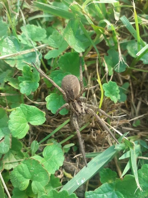 Hogna radiata - réti farkaspók