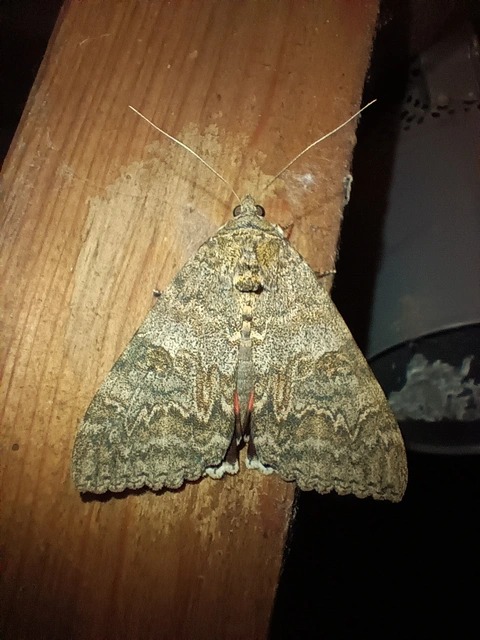 Catocala nupta - piros övesbagoly