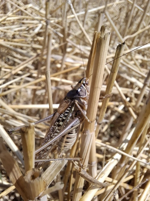 Gampsocleis glabra - tőrös szöcske