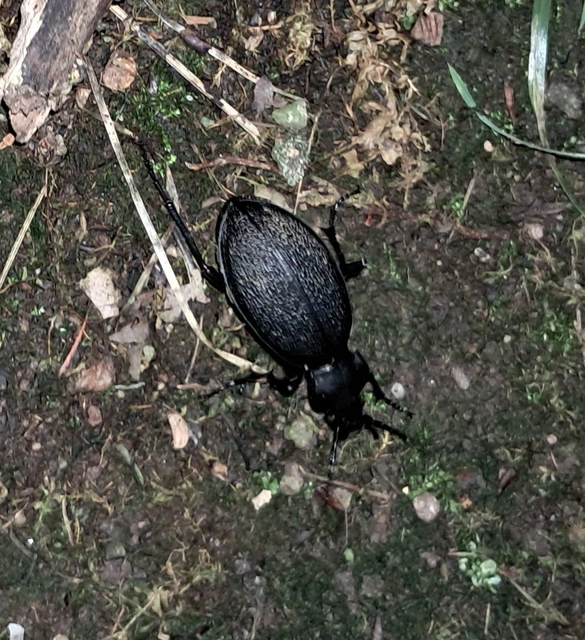 Carabus coriaceus - bőrfutrinka