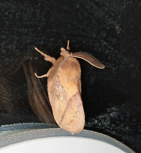 Euthrix potatoria - szomjas pohók