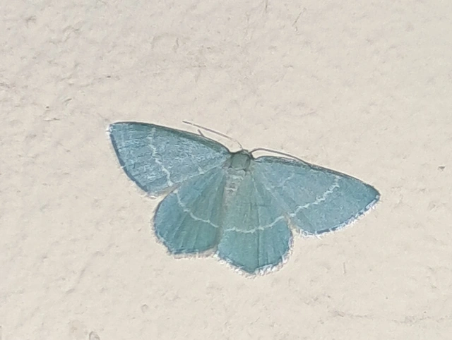 Chlorissa viridata/cloraria