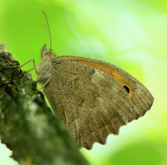 Hyponephele lupina - homoki ökörszemlepke