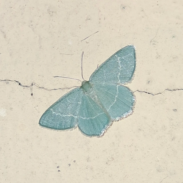 Chlorissa viridata/cloraria
