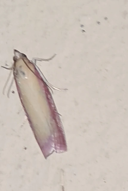 Oncocera semirubella - lucernamoly