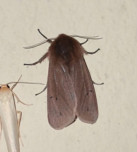 Phragmatobia fuliginosa - füstös medvelepke