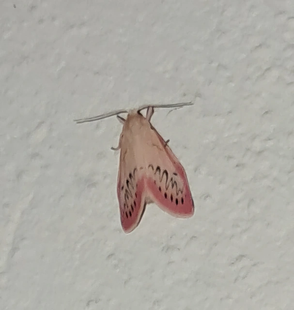 Miltochrista miniata - piros medvelepke