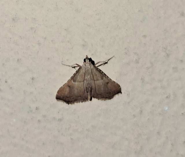 Endotricha flammealis - tüzesszárnyú fényilonca