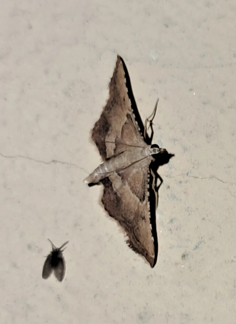 Endotricha flammealis - tüzesszárnyú fényilonca