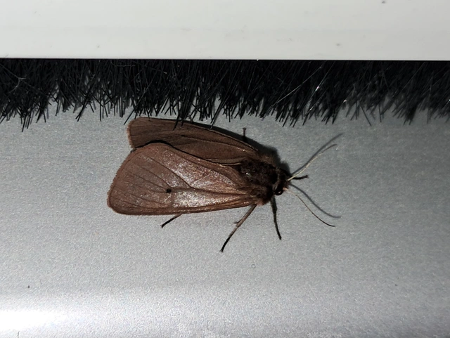 Phragmatobia fuliginosa - füstös medvelepke