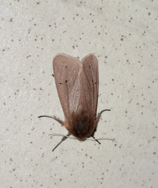 Phragmatobia fuliginosa - füstös medvelepke