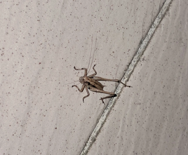 Pholidoptera griseoaptera - szürke avarszöcske