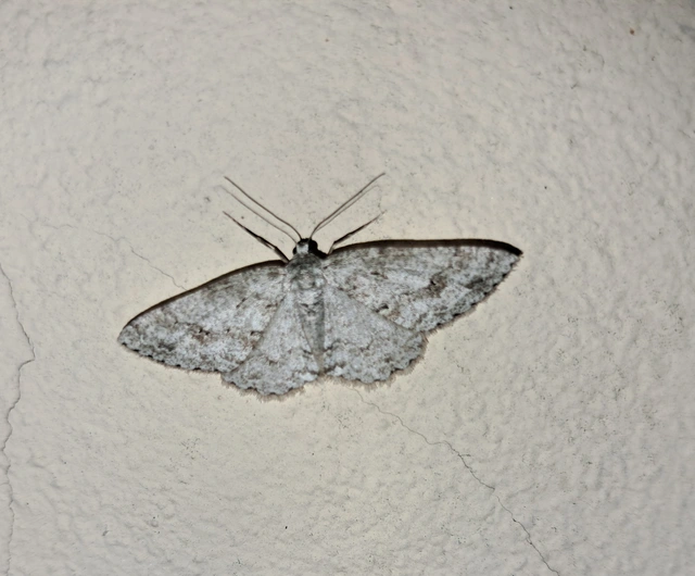 Ectropis crepuscularia - avararaszoló