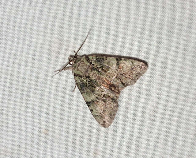 Polyphaenis sericata - selyemfényű erdeibagoly