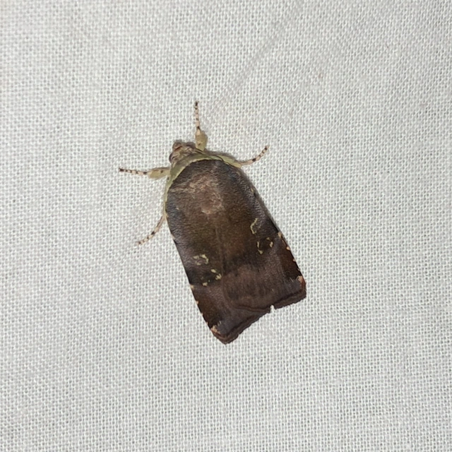 Noctua janthe/janthina