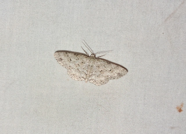 Ectropis crepuscularia - avararaszoló