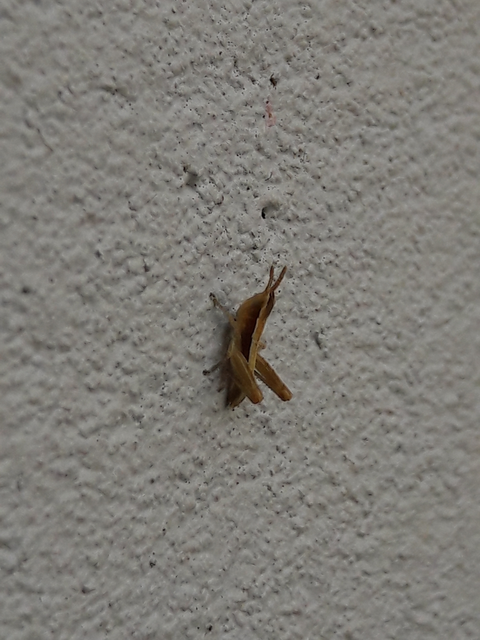 Chorthippus (Chorthippus) (subgenus)