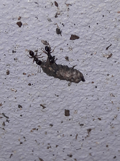 Tetramorium