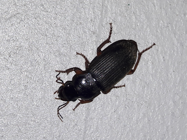 Harpalus rufipes - nagy selymesfutó