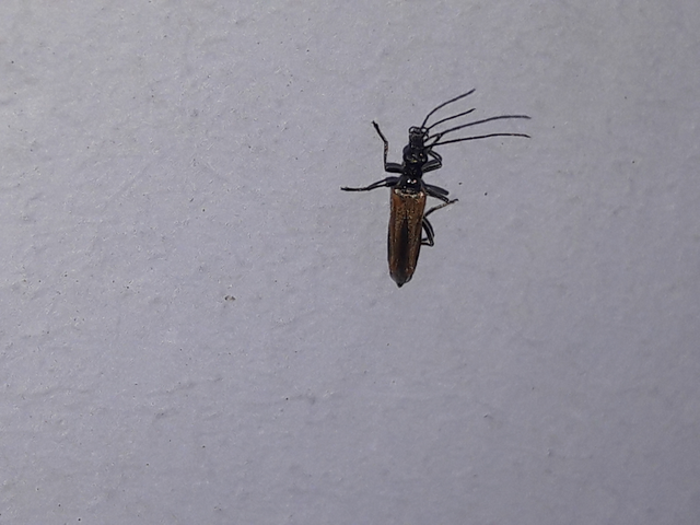 Oedemera femorata - sárgahátú álcincér