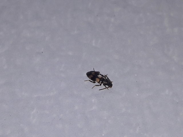Notoxus trifasciatus - szalagos nyakszarvúbogár