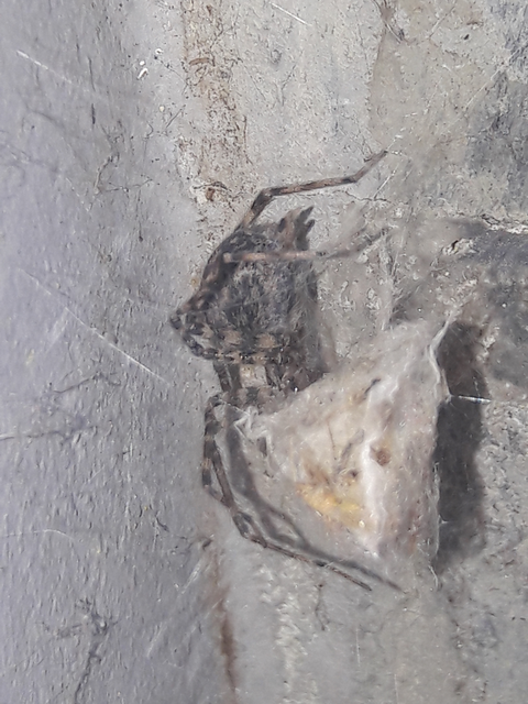 Tegenaria